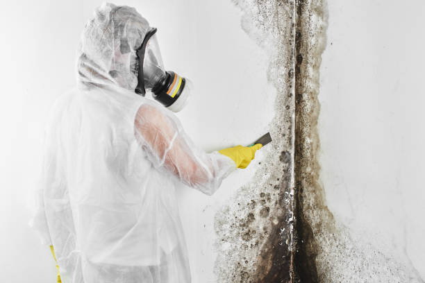 Best Specialized Mold Remediation in USA